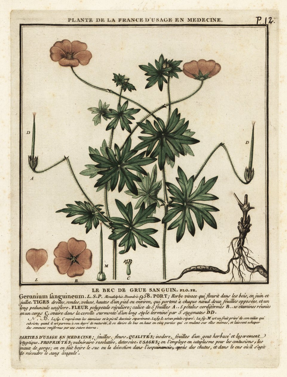Blodig tranesebb, Geranium sanguineum. av Unbekannter Künstler