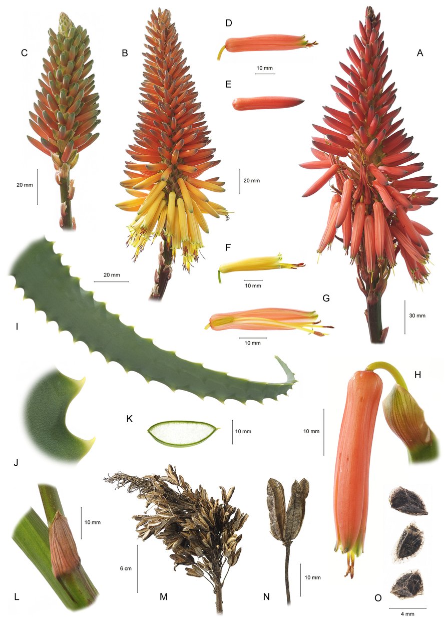 Botanisk bord/Aloe arborescens/Aloe arborescens av Unbekannt