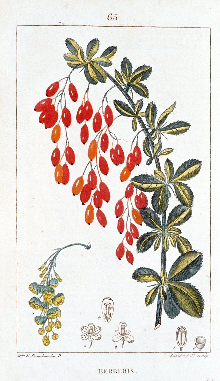 Botanisk tavle/Berberis sp/Berberisrygg av Unbekannt