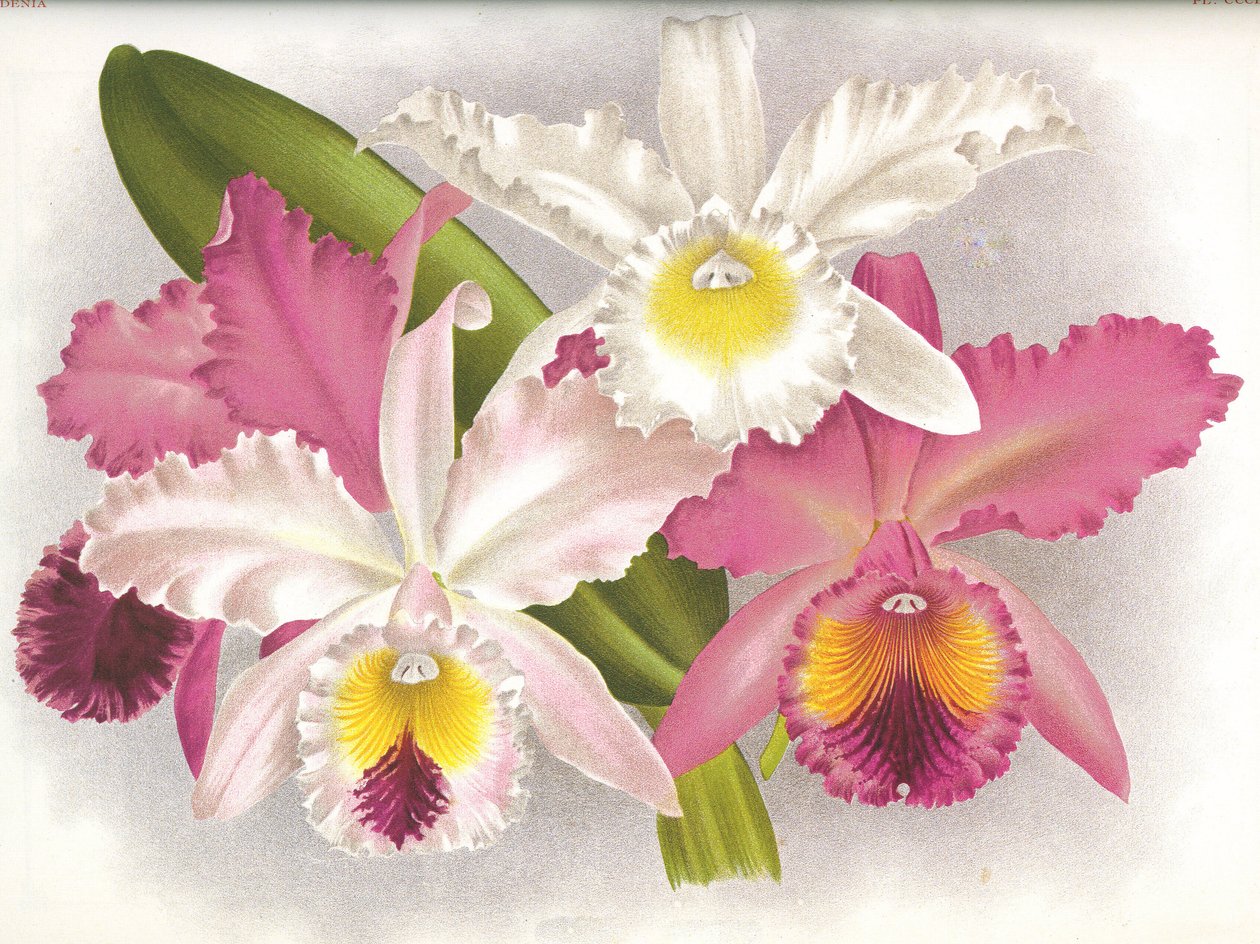 Botanisk styre/Cattleya labiata/Lindenia av Unbekannt