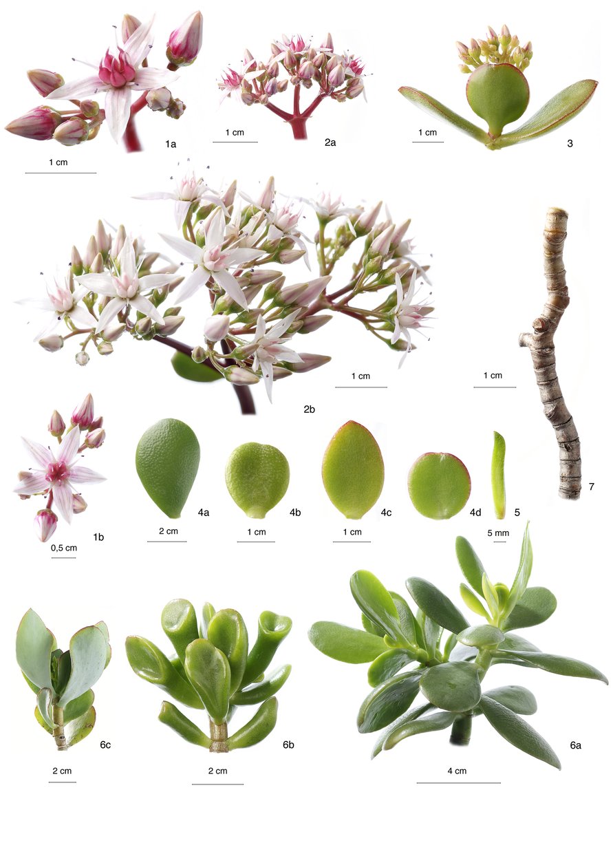 Botanisk styre / Cases Avata av Unbekannt