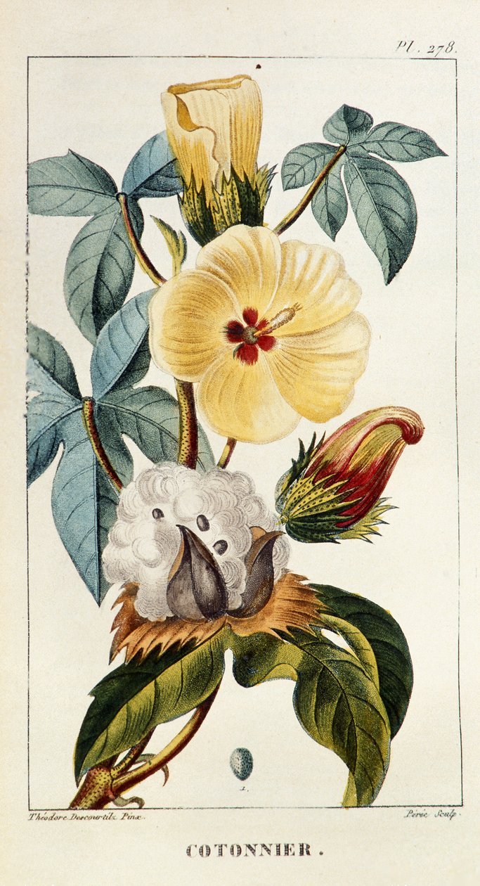 Botanisk tavle/Gossypium sp/Bomull av Unbekannt