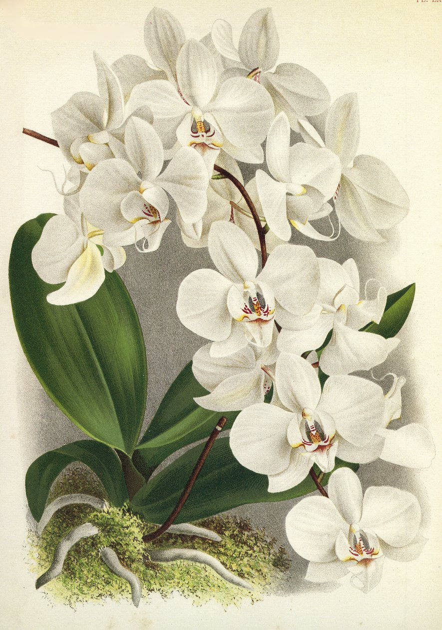 Botanisk bord / Phalaenopsis amabilis / Phalaenopsis gigantea / Lindenia av Unbekannt