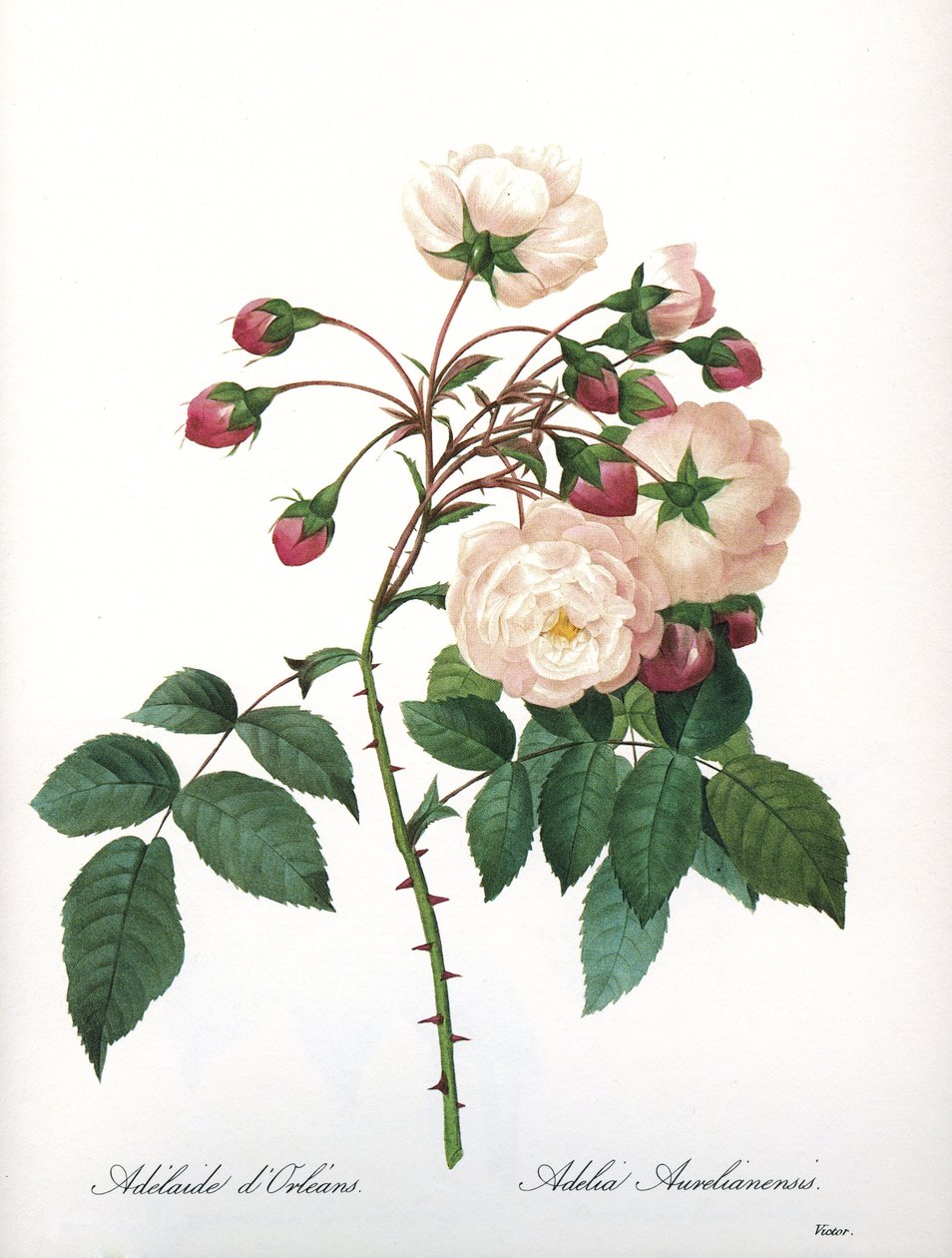 Botanisk bord/Rosa aurelianensis/Rose 
