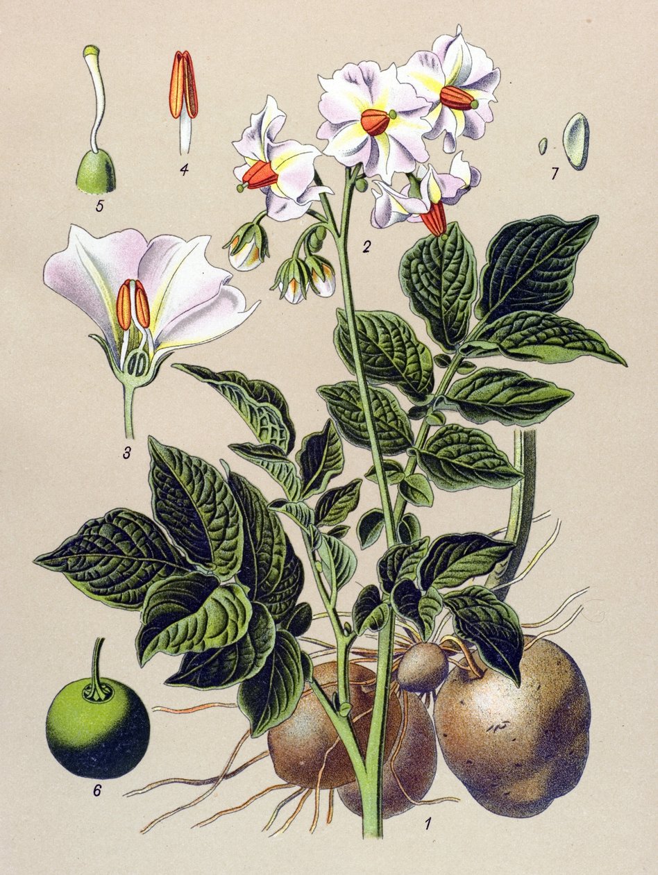Botanisk bord, potetplante, potet (Solanum tuberosum) av Unbekannter Künstler