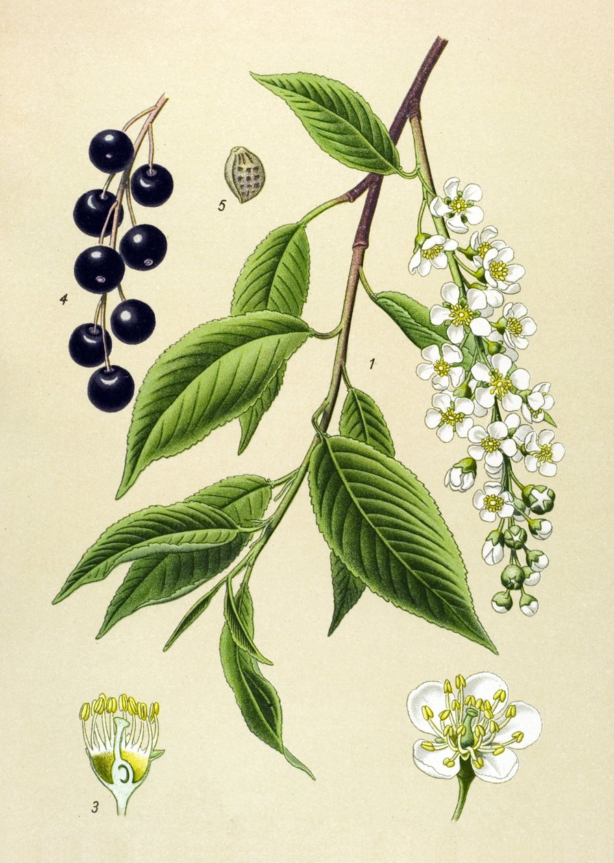 Botanisk bord, plante: Kirsebærtre (Prunus padus) av Unbekannter Künstler