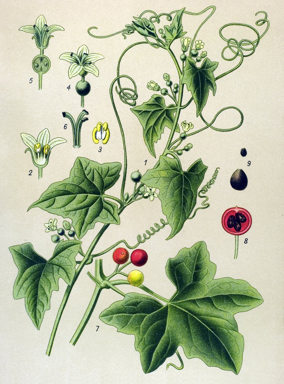 Botanisk bord, plante: Dioisk bryone (Bryonia dioica) av Unbekannter Künstler