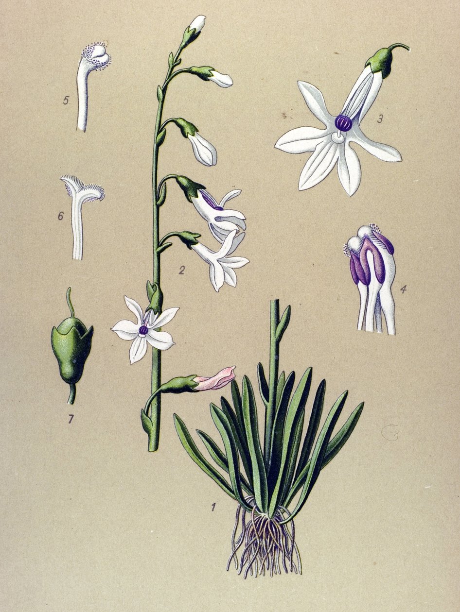 Botanisk bord, plante: Lobelia (Lobelia dortmanna) av Unbekannter Künstler