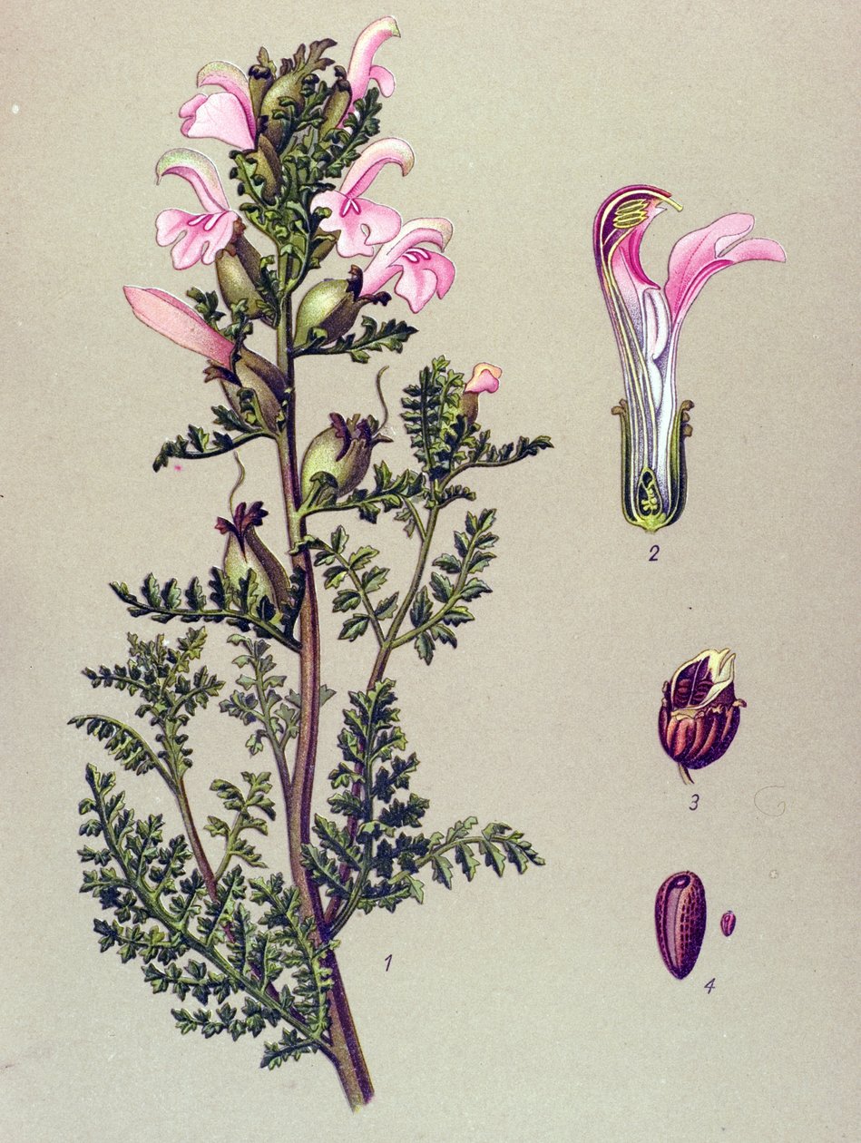 Botanisk bord, plante: Sumppedikulær (Pedicularis palustris) av Unbekannter Künstler