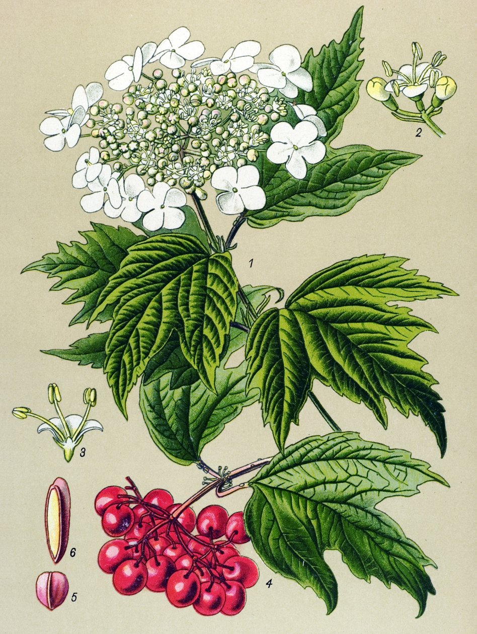 Botanisk bord, plante: Viburnum ugle (Viburnum opulus) av Unbekannter Künstler