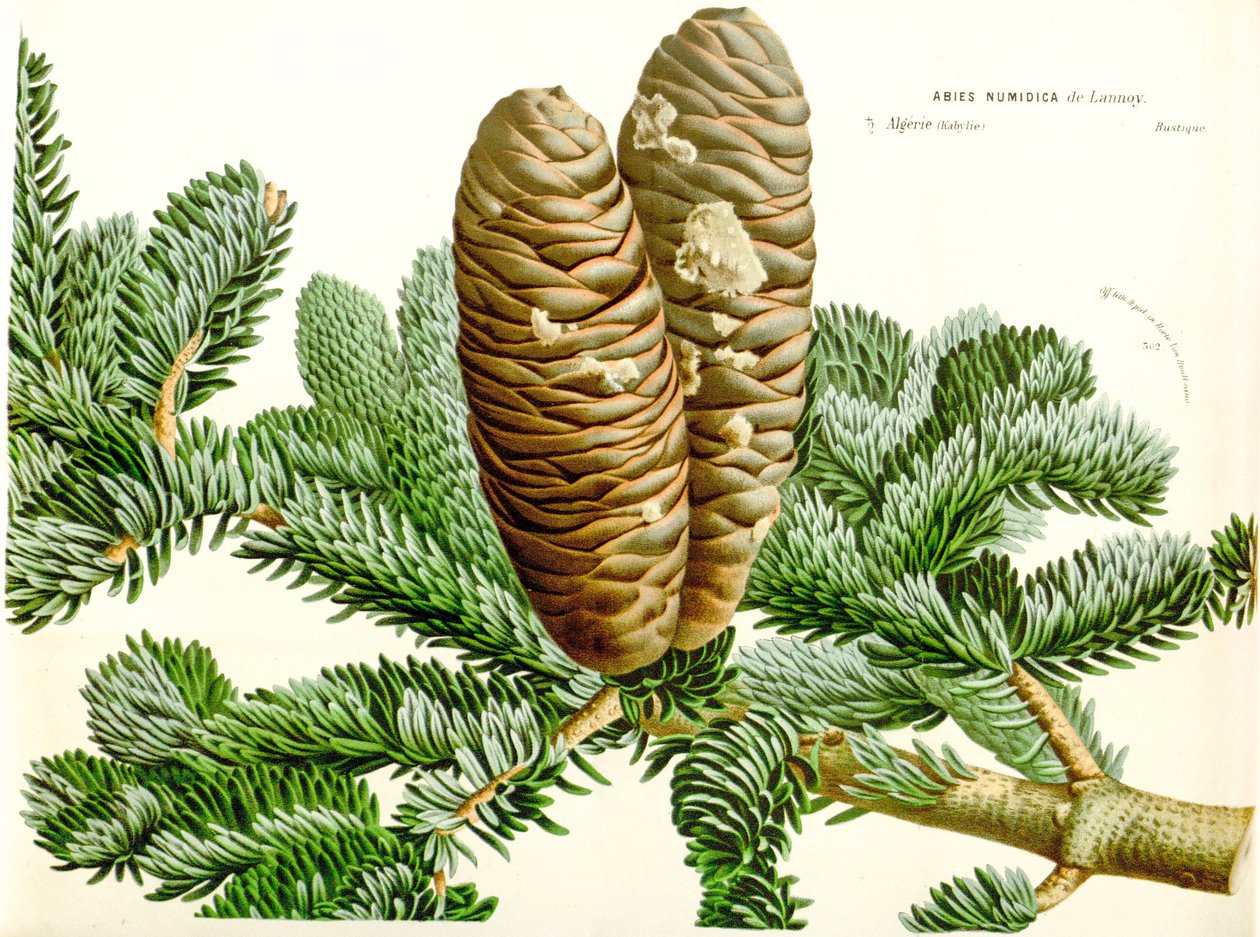 Botanisk illustrasjon / Abies numidica / Algerisk gran / Numidie gran av Unbekannt