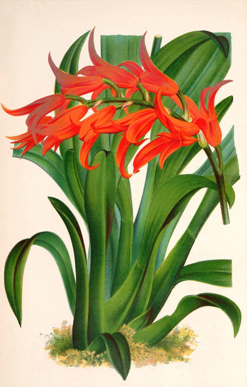 Botanisk illustrasjon/Ada aurantiaca av Unbekannt