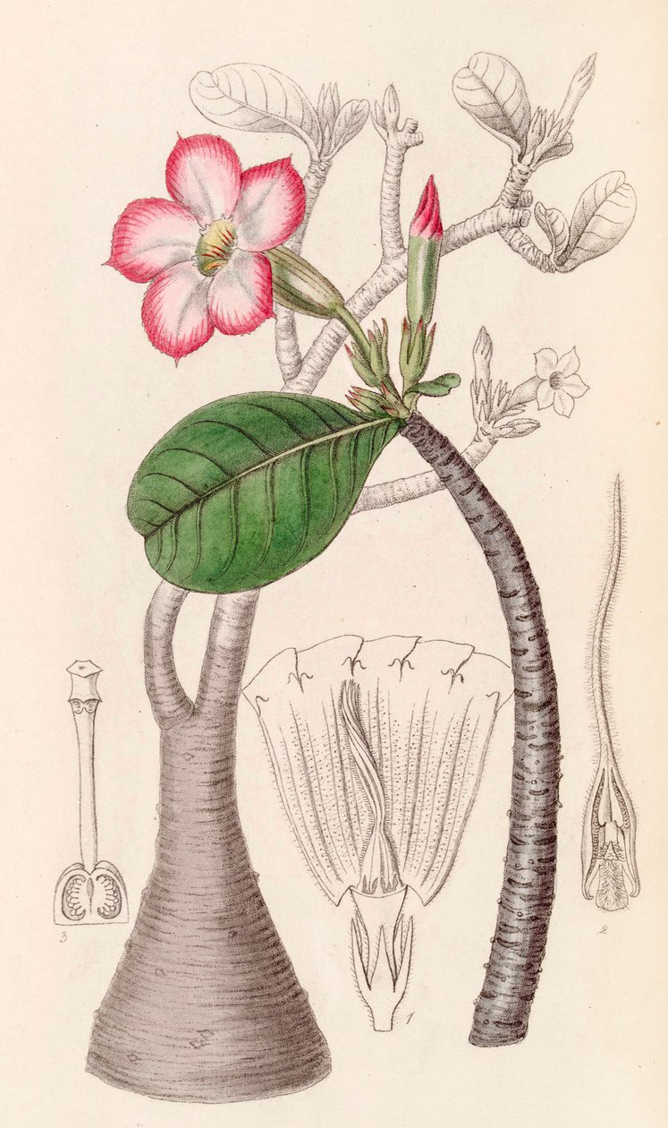 Botanisk illustrasjon/Adenium obesum/Desert rose/Desert rose av Unbekannter Künstler