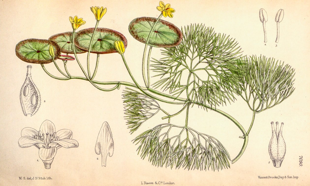 Botanisk illustrasjon/Cabomba aquatica av Unbekannt