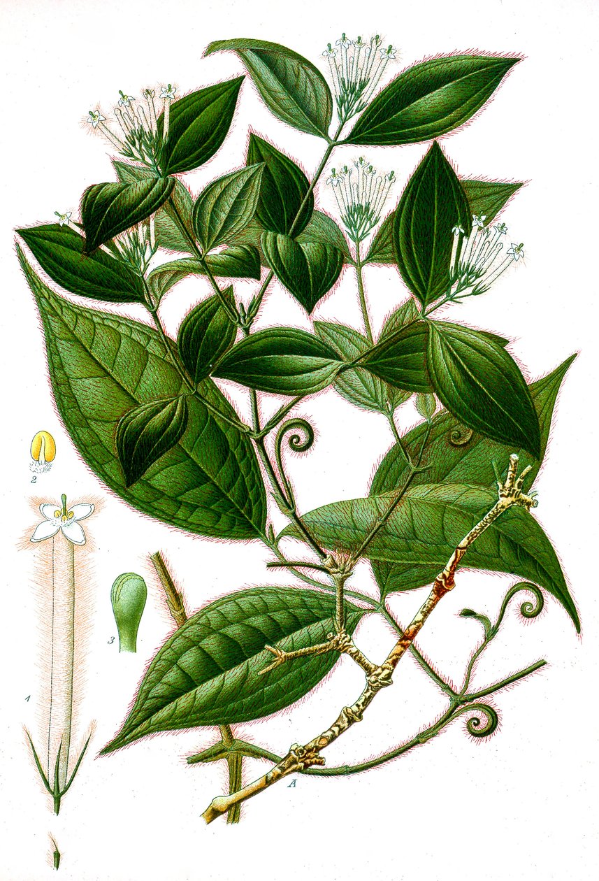 Botanisk illustrasjon/Strychnos toxifera/Curare av Unbekannt