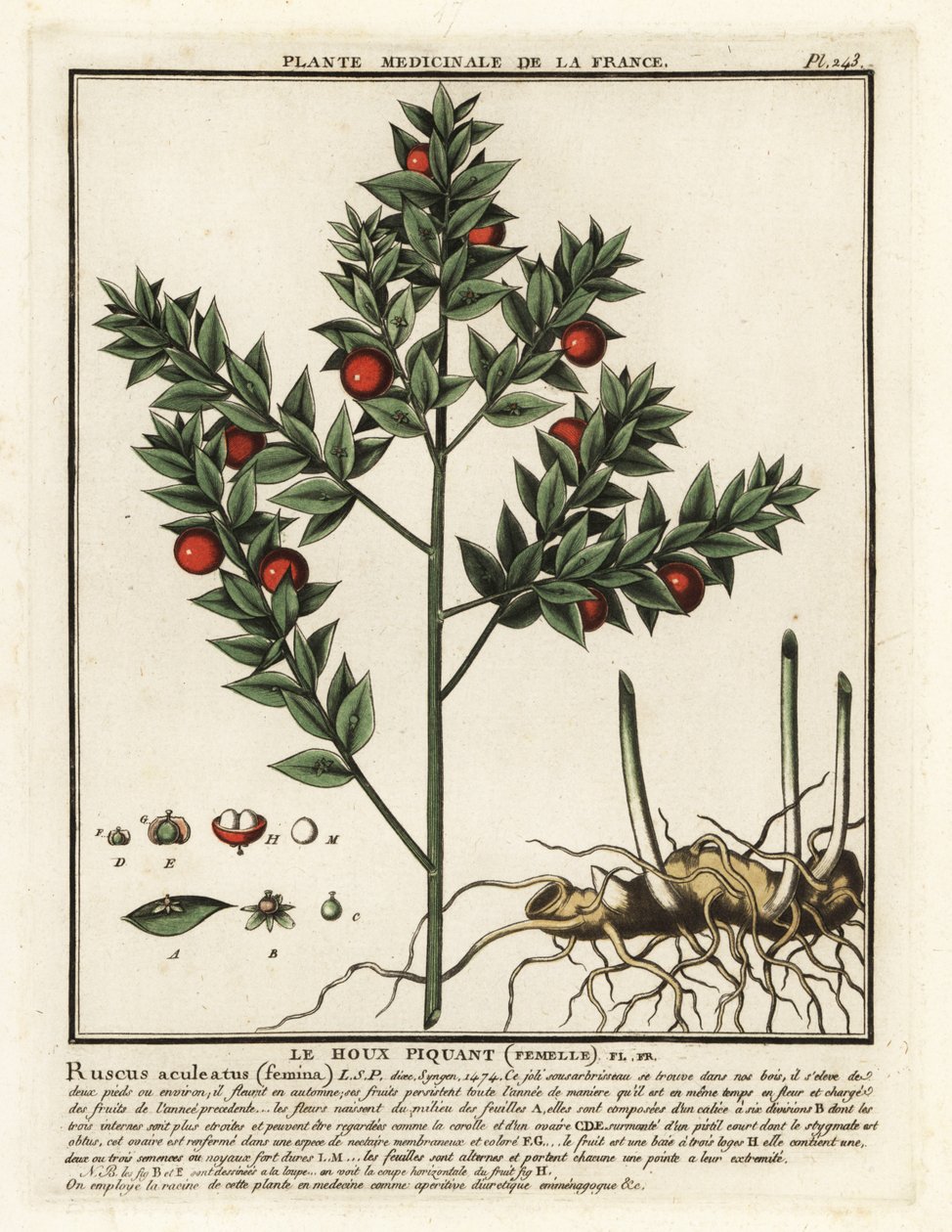 Slakterkost, Ruscus aculeatus. av Unbekannter Künstler