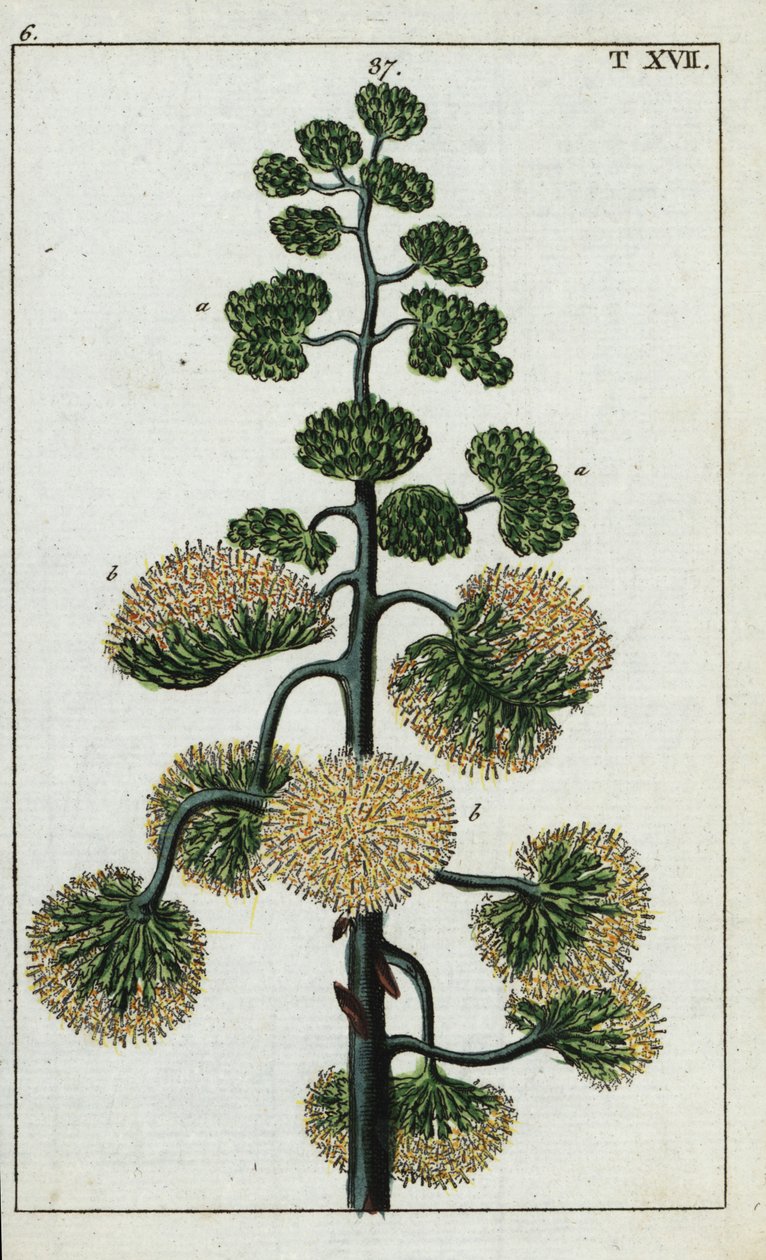 århundreplante, Agave americana. av Unbekannter Künstler