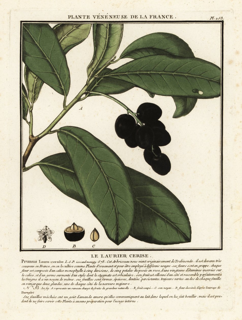 Kirsebærlaurbær, Prunus laurocerasus. av Unbekannter Künstler