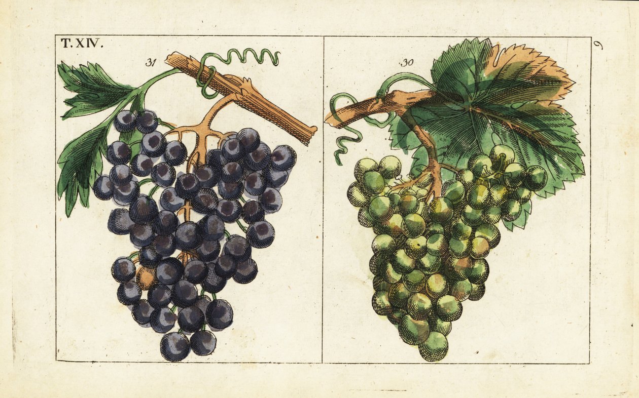 Chiavenna druer, Pinot noir druer, Vitis vinifera. av Unbekannter Künstler