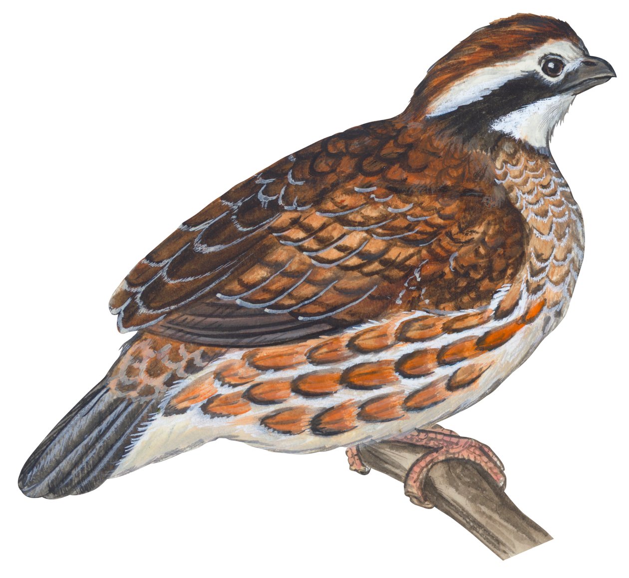 Colin de Virginia - Bobwhite (Colin virginianus) av Unbekannter Künstler