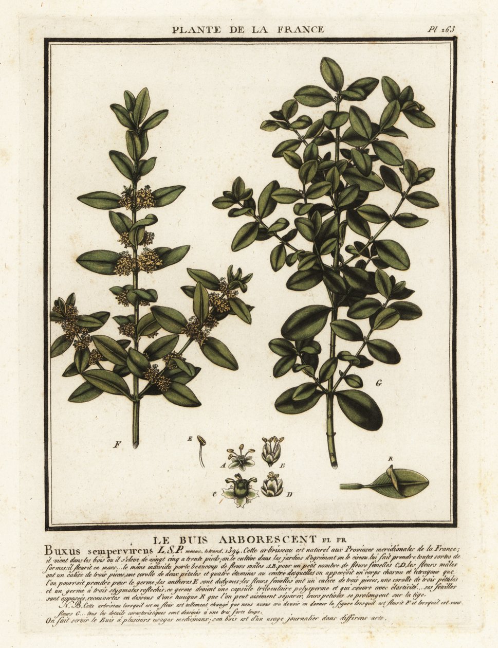 Felleskasse, Buxus sempervirens. av Unbekannter Künstler