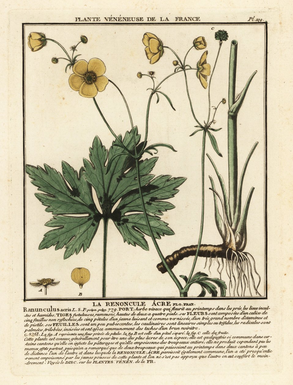 Vanlig smørblomst, Ranunculus acris. av Unbekannter Künstler