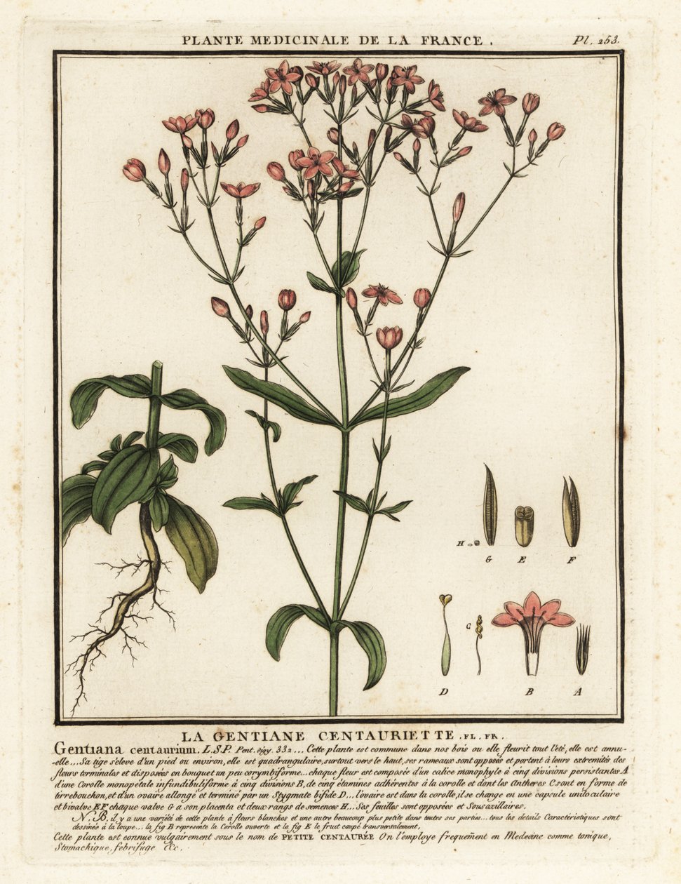 Vanlig århundre. Centaurium erythraea. av Unbekannter Künstler