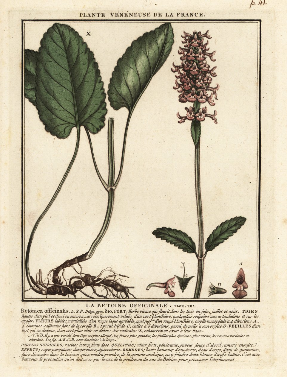 Vanlig hekk, Stachys officinalis. av Unbekannter Künstler
