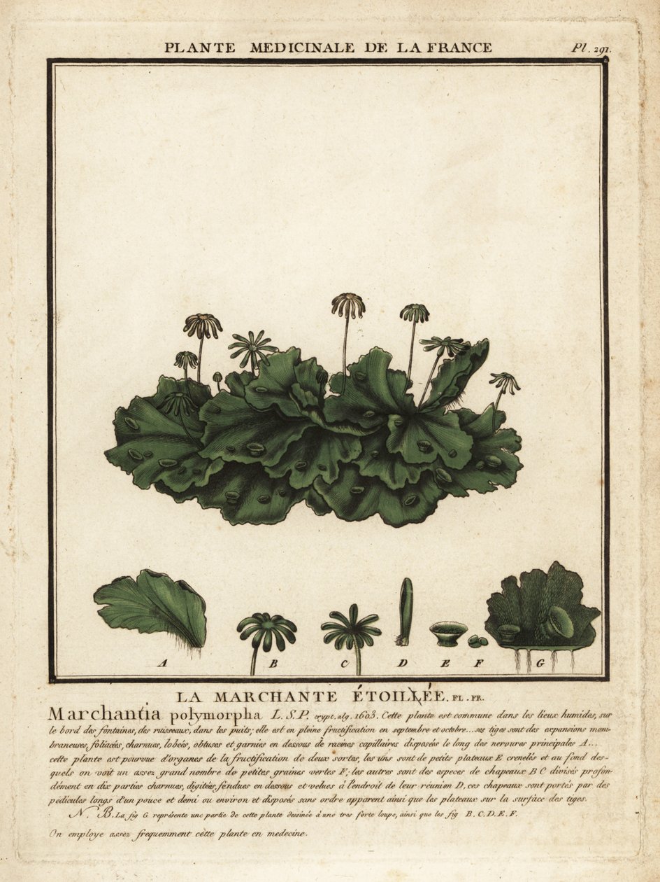 Vanlig levermose, Marchantia polymorpha. av Unbekannter Künstler