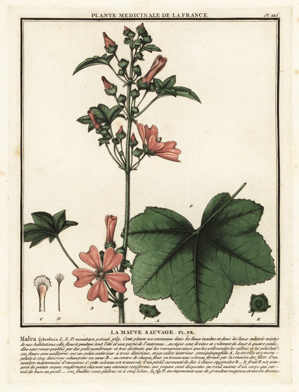 Vanlig malva, Malva sylvestris. av Unbekannter Künstler