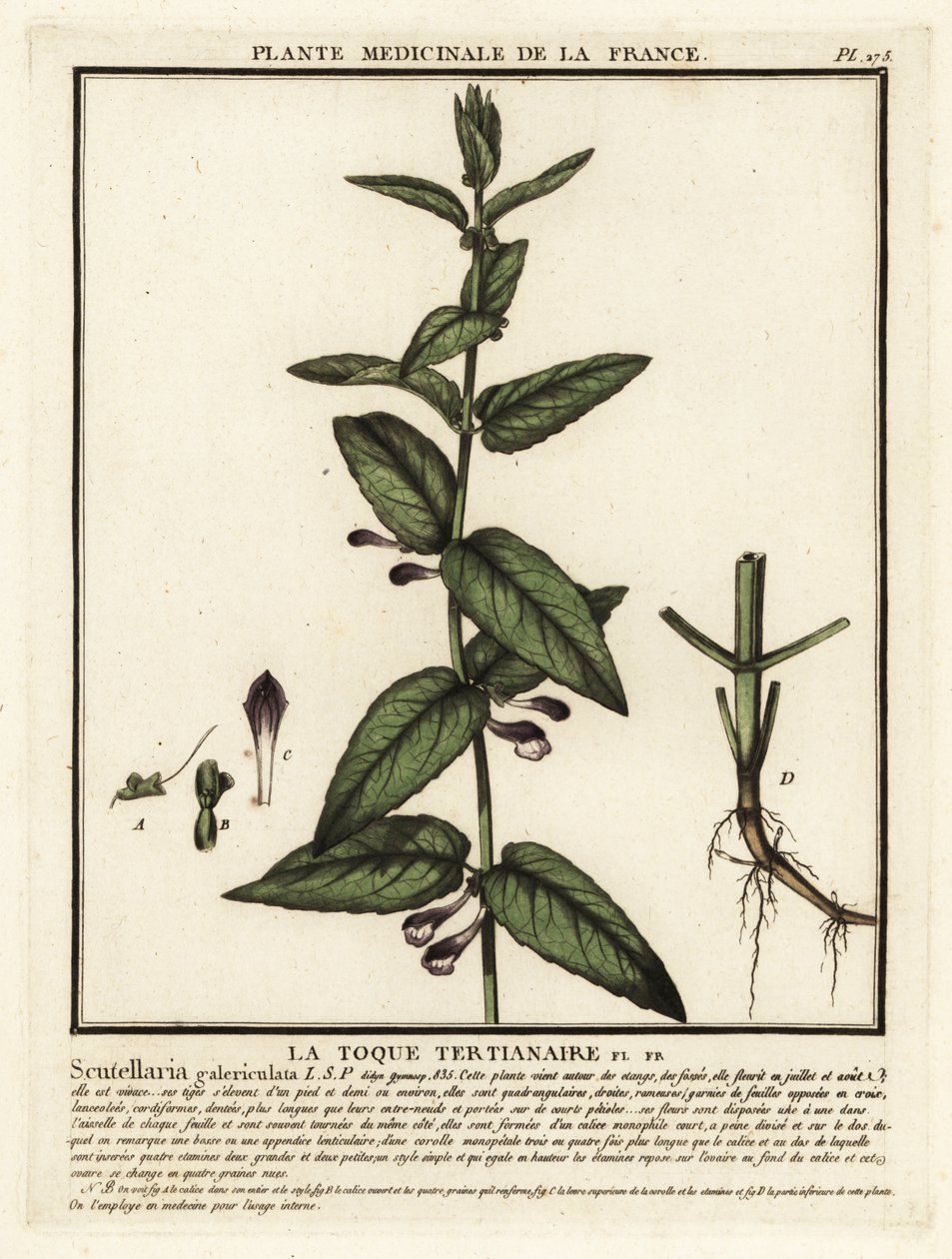 Vanlig hodeskalle, Scutellaria galericulata. av Unbekannter Künstler