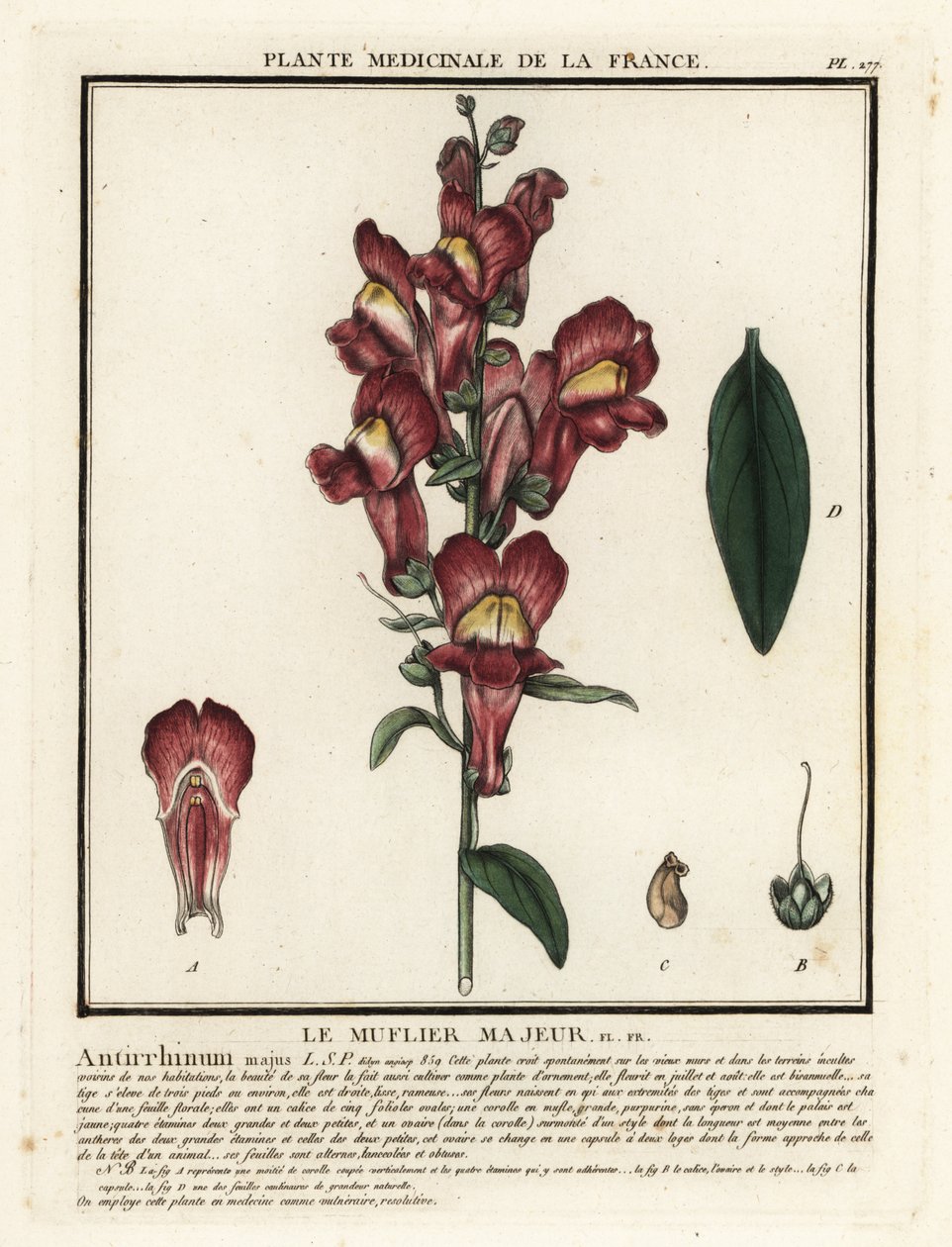 Vanlig snapdragon, Antirrhinus majus. av Unbekannter Künstler