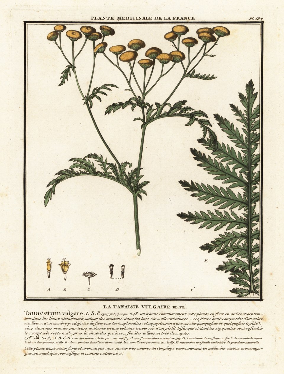 Vanlig reinfank, Tanacetum vulgare. av Unbekannter Künstler