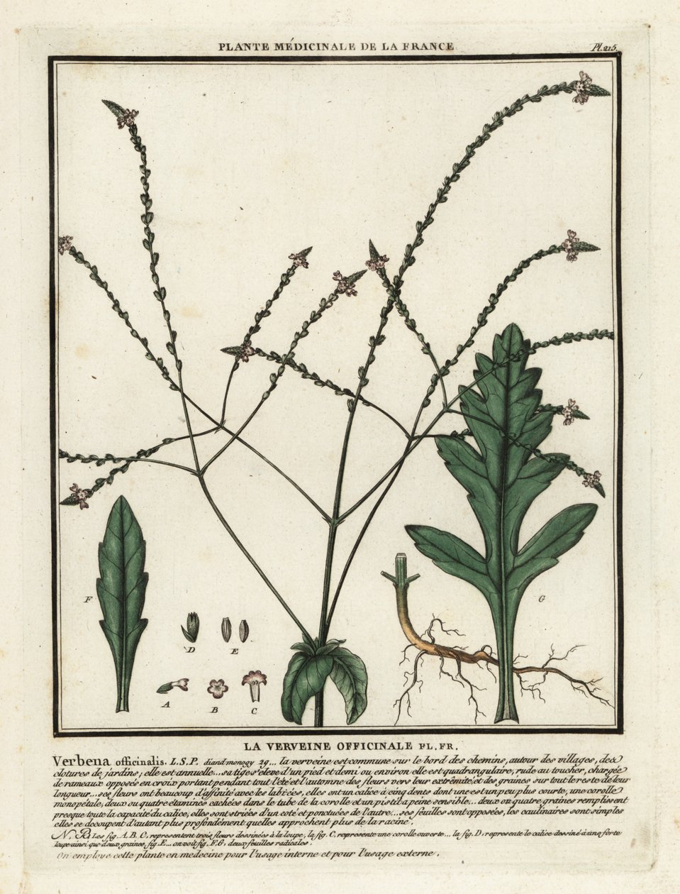 Vanlig vervain, Verbena officinalis. av Unbekannter Künstler