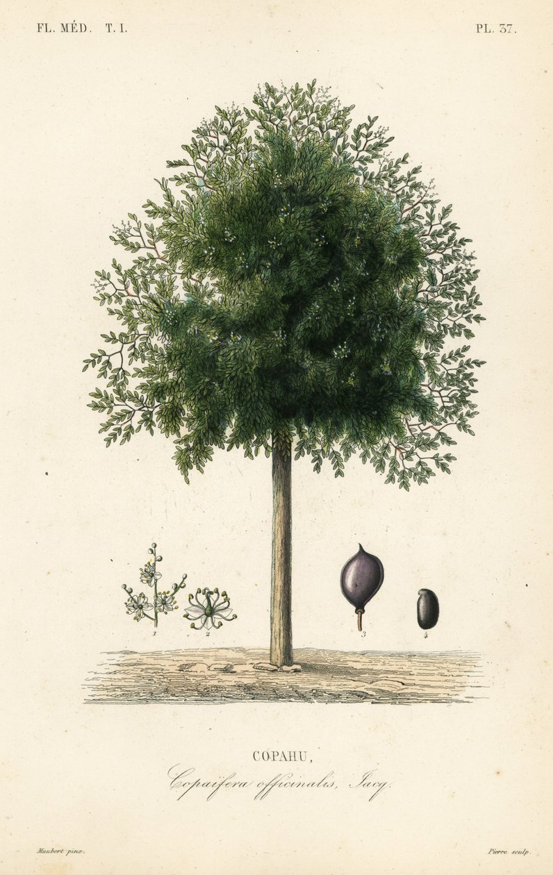 Copaiba-tre, Copaifera officinalis, Copahu av Unbekannt