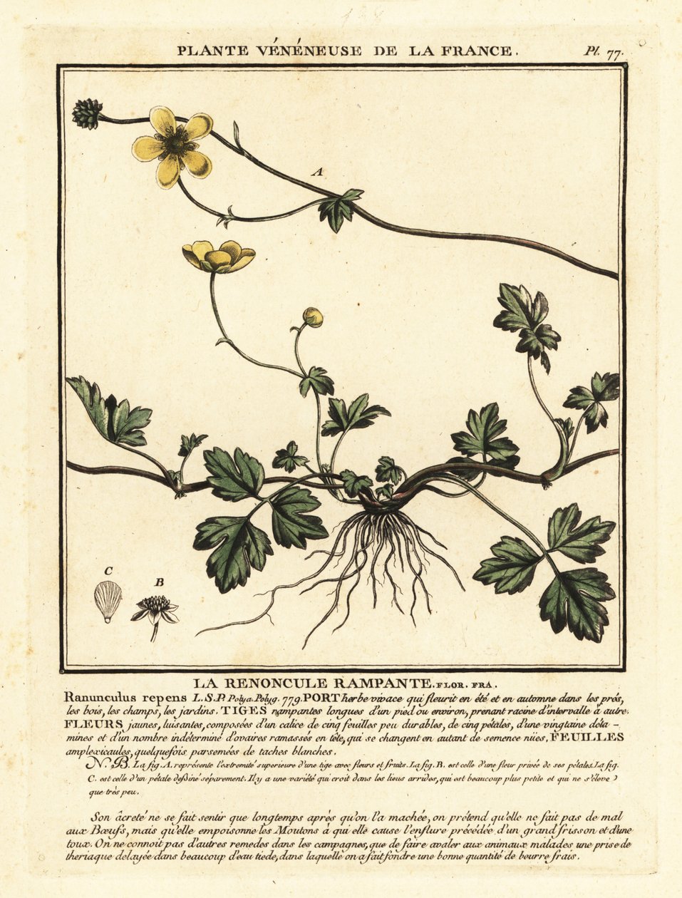 Krypende smørblomst, angret Ranunculus. av Unbekannter Künstler