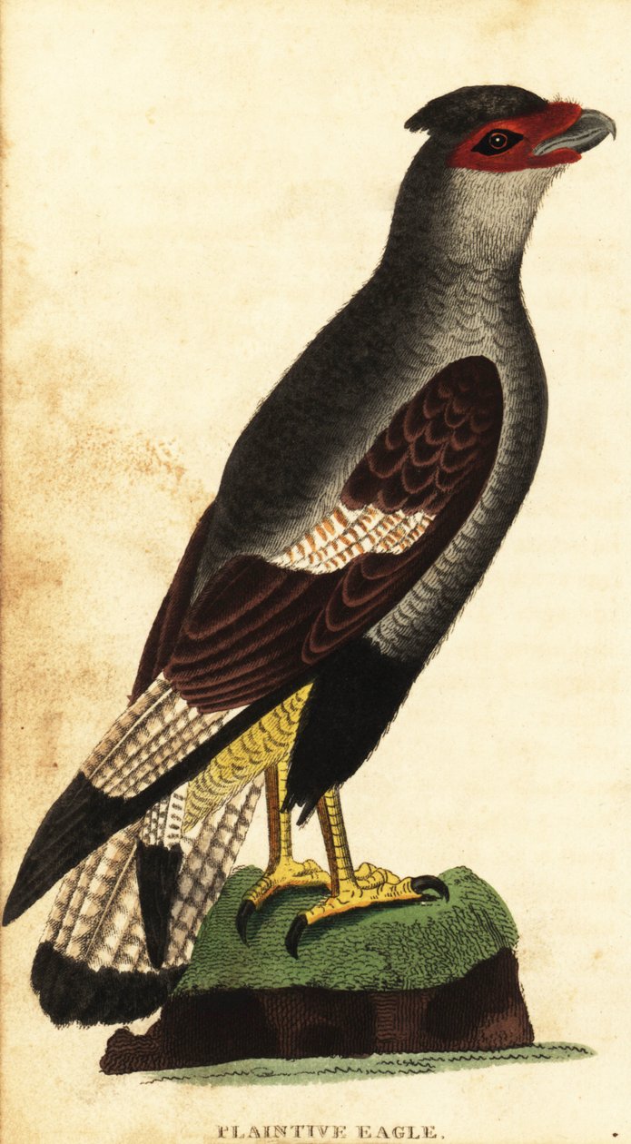 Crested caracara, Caracara plancus. ,1800 (gravering) av Unbekannter Künstler
