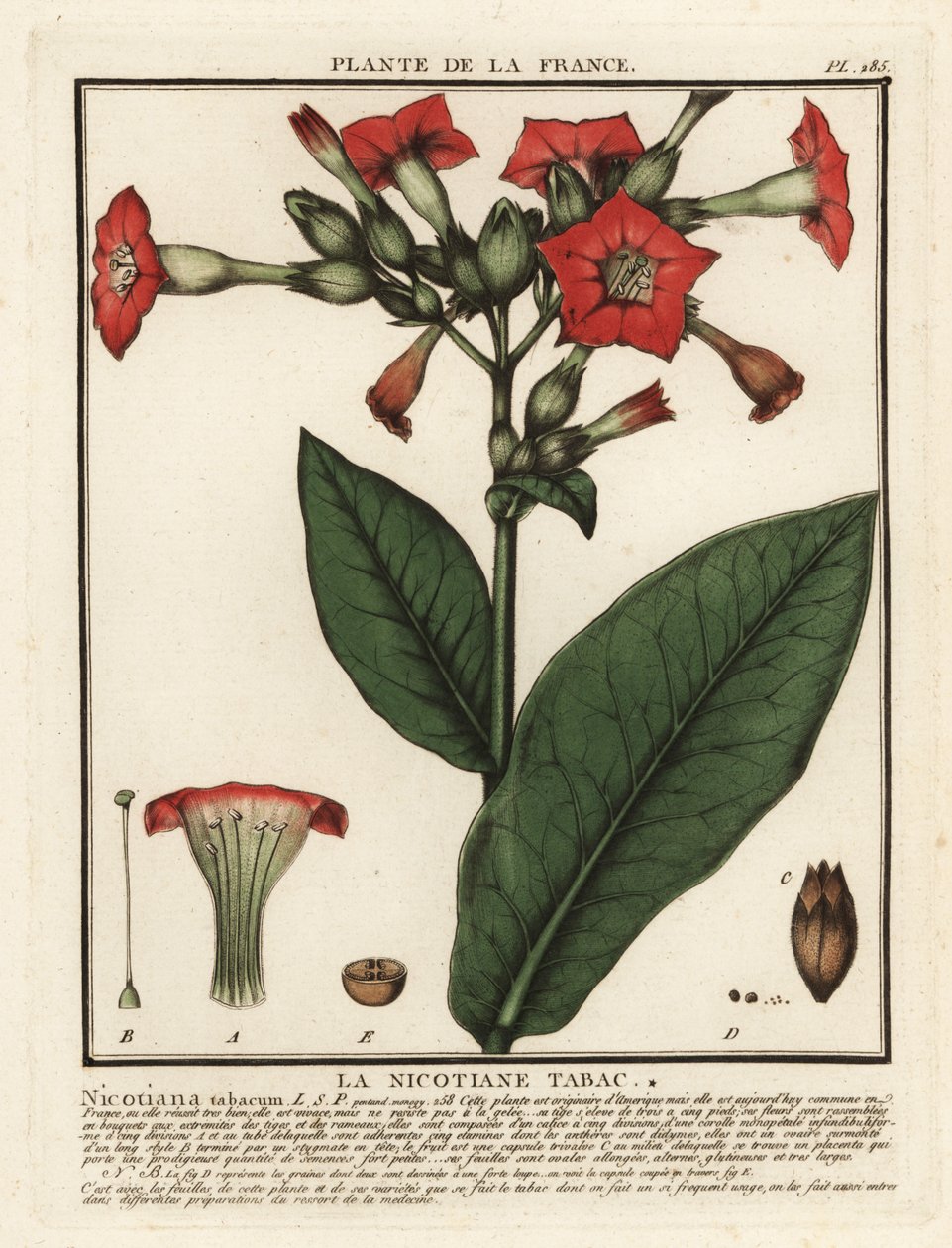 Dyrket tobakk, Nicotiana tabacum. av Unbekannter Künstler
