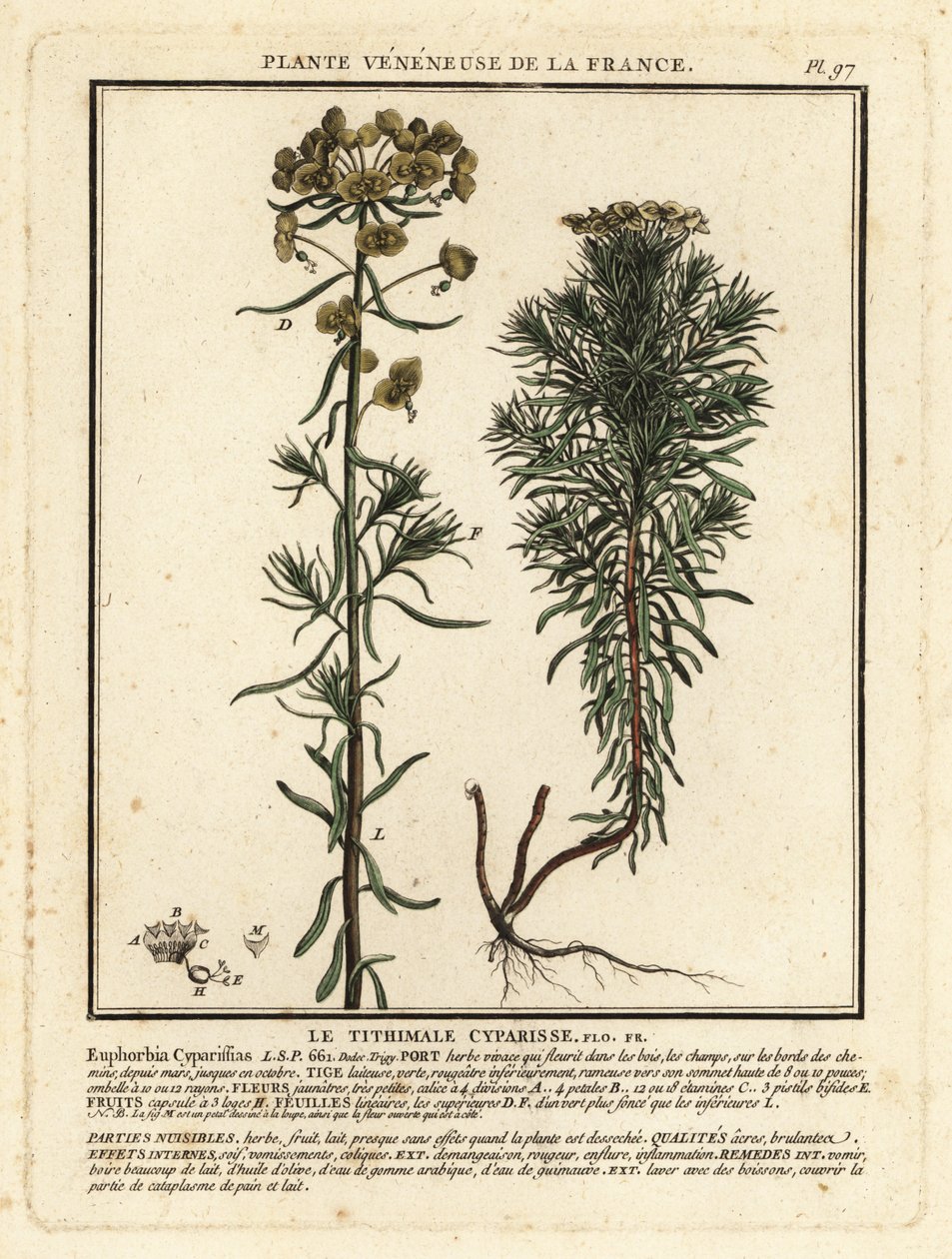 Cypress spurge, Euphorbia cyparissias. av Unbekannter Künstler