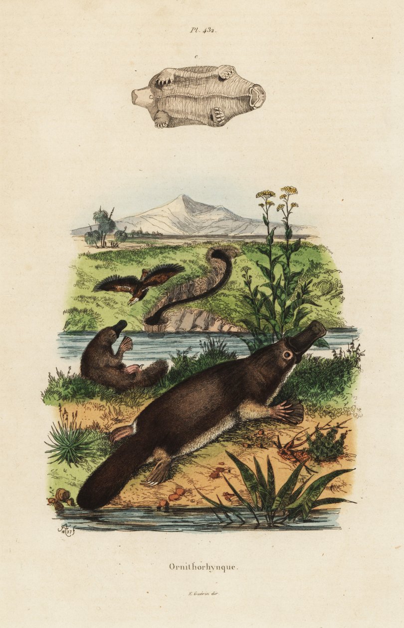 Andnebb nebbdyr, Ornithorhynchus anatinus av Unbekannt