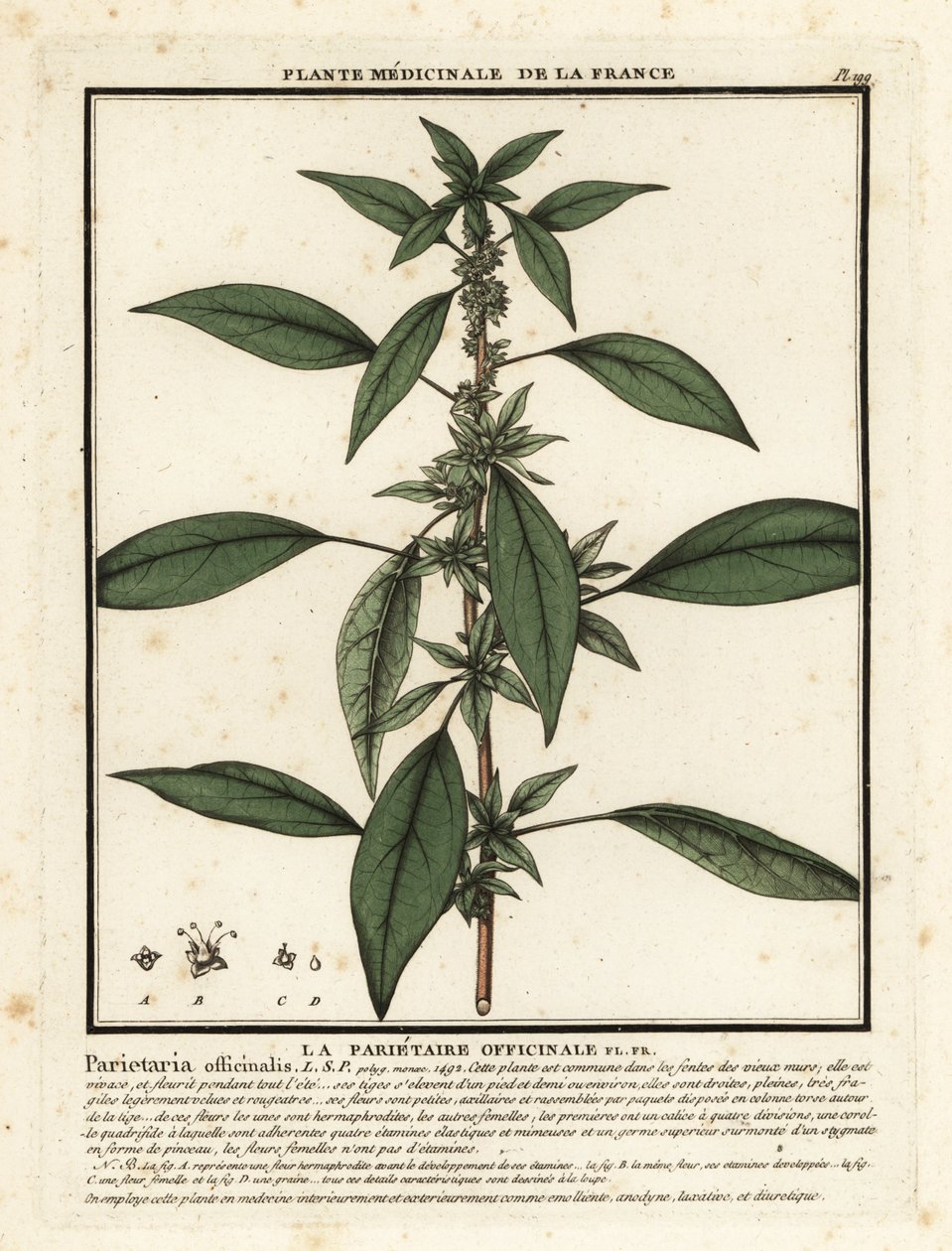Østlig pellitory-of-the-wall, Parietaria officinalis. av Unbekannter Künstler