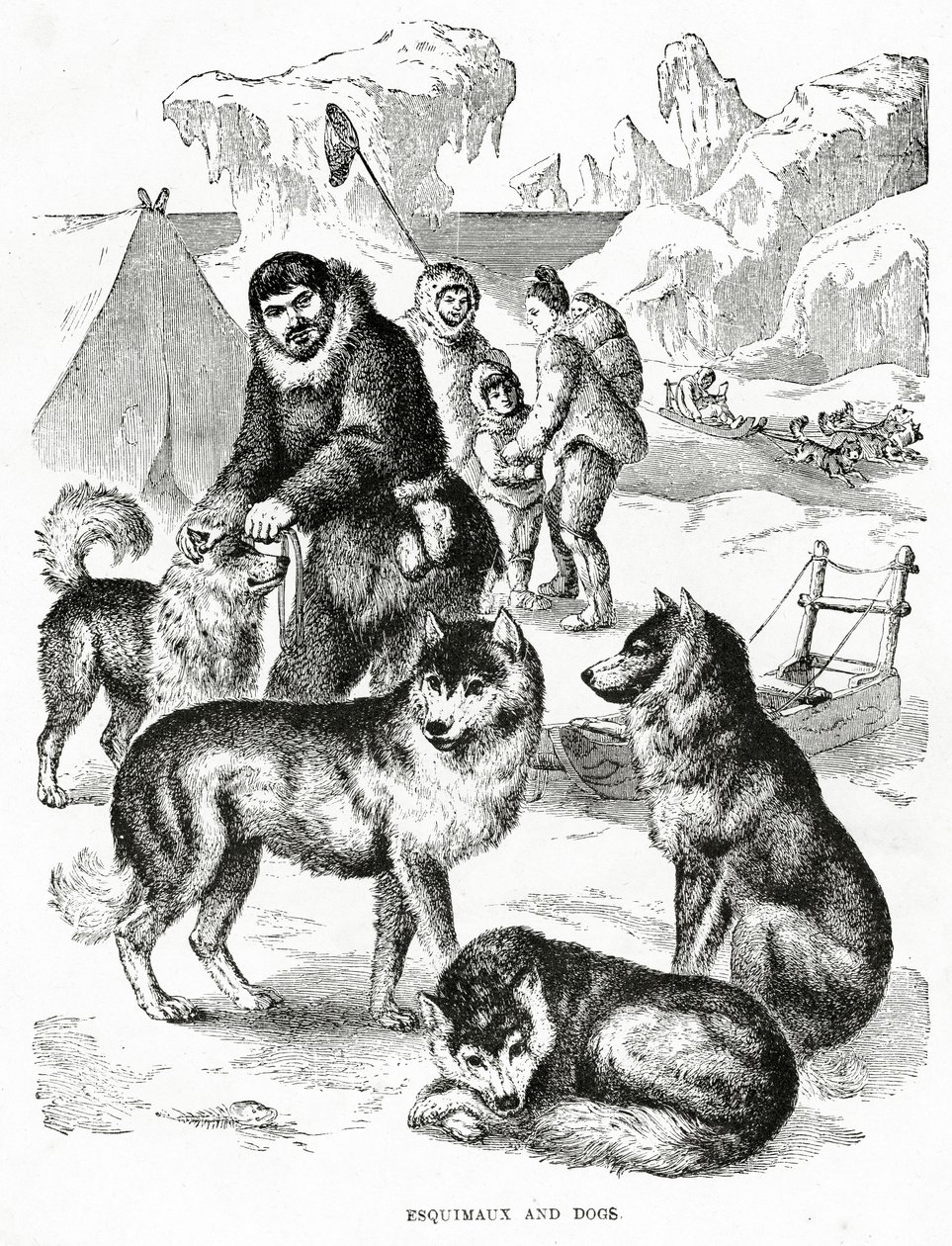 Esquimaux og hunder. 1902 (lito) av Unbekannt