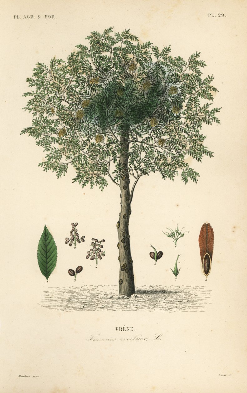 Europeisk ask, Fraxinus excelsior, Frene av Unbekannt