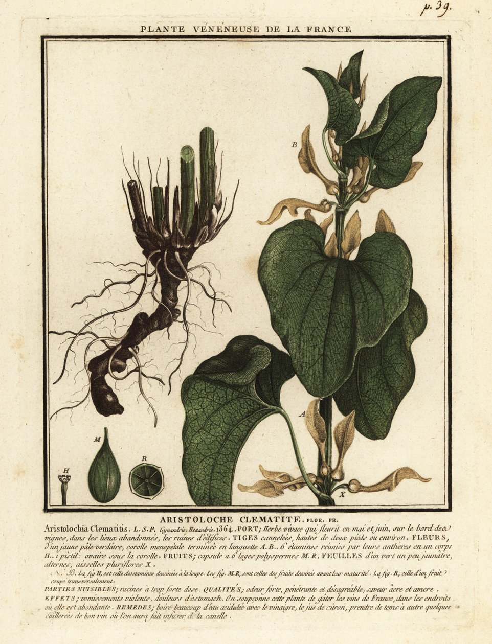 Europeisk fødselsurt, Aristolochia clematitis. av Unbekannter Künstler