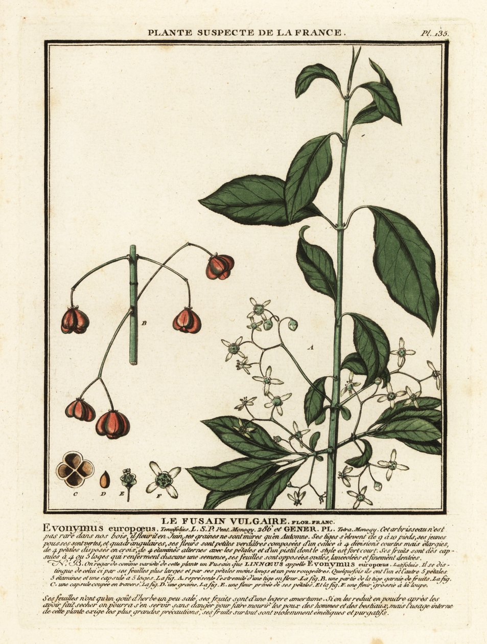Europeisk spindel, Euonymus europaeus. av Unbekannter Künstler