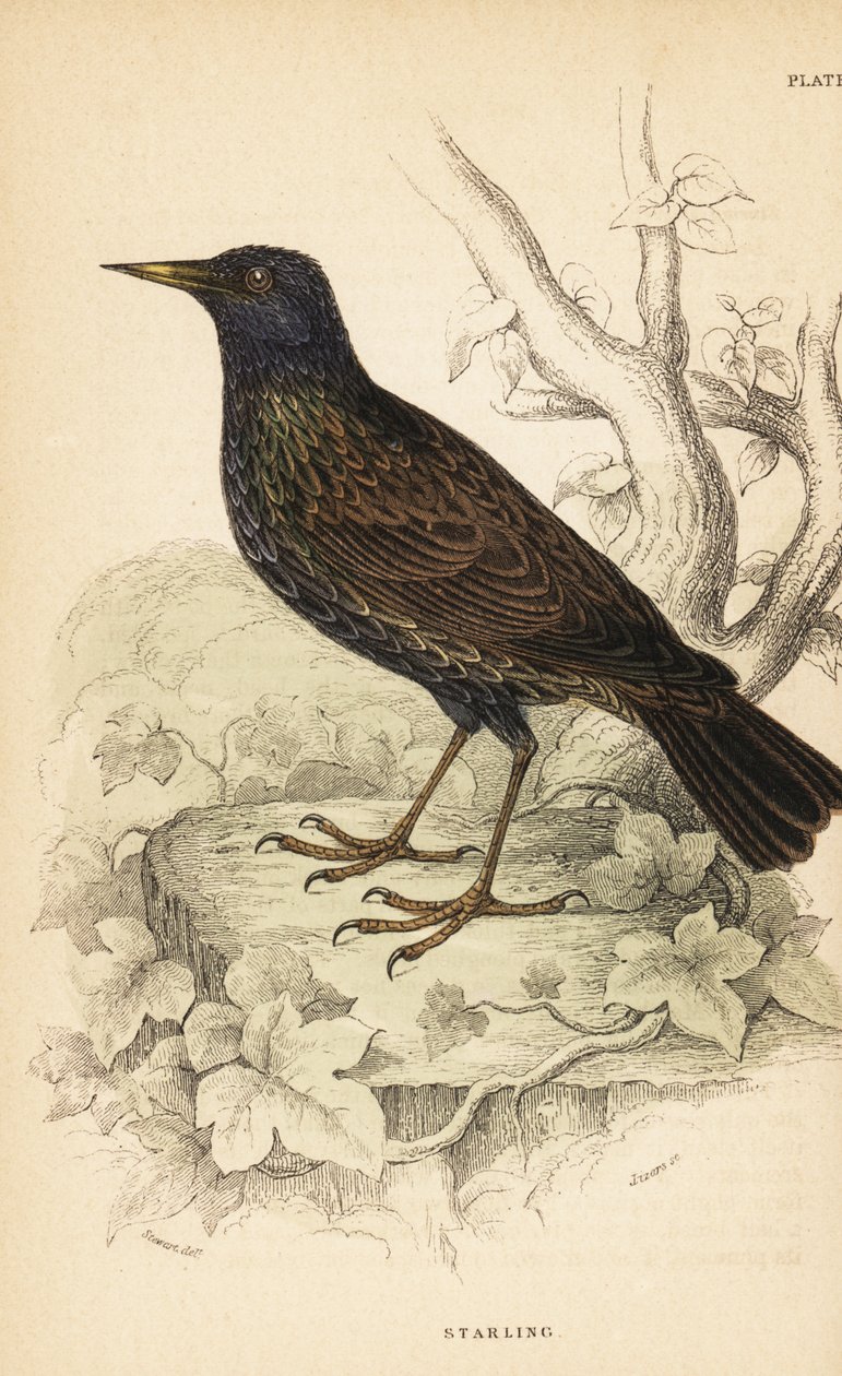 Europeisk stær, Sturnus vulgaris.1889 (gravering) av Unbekannter Künstler