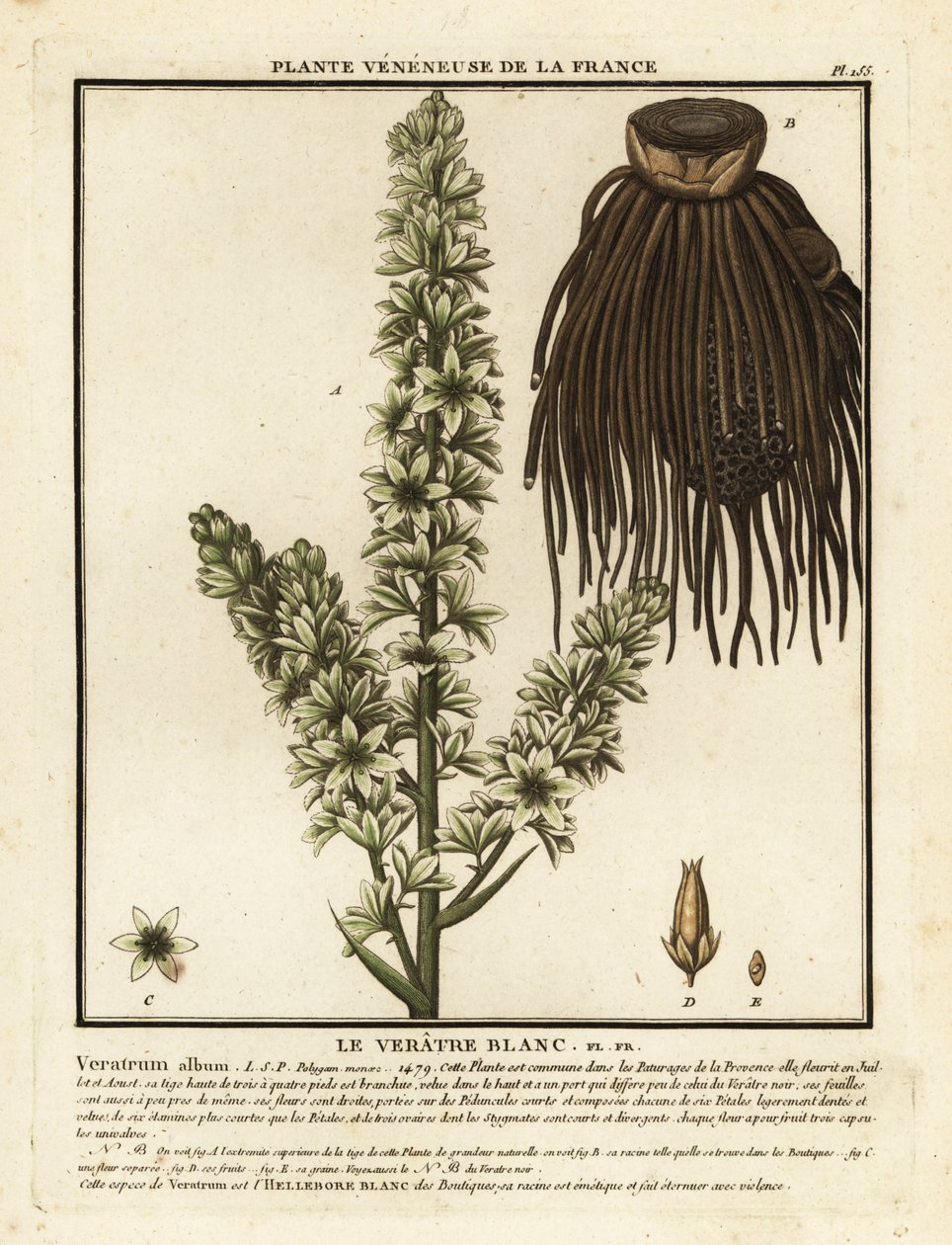 Europeisk hvit hellebore, Veratrum-album. av Unbekannter Künstler