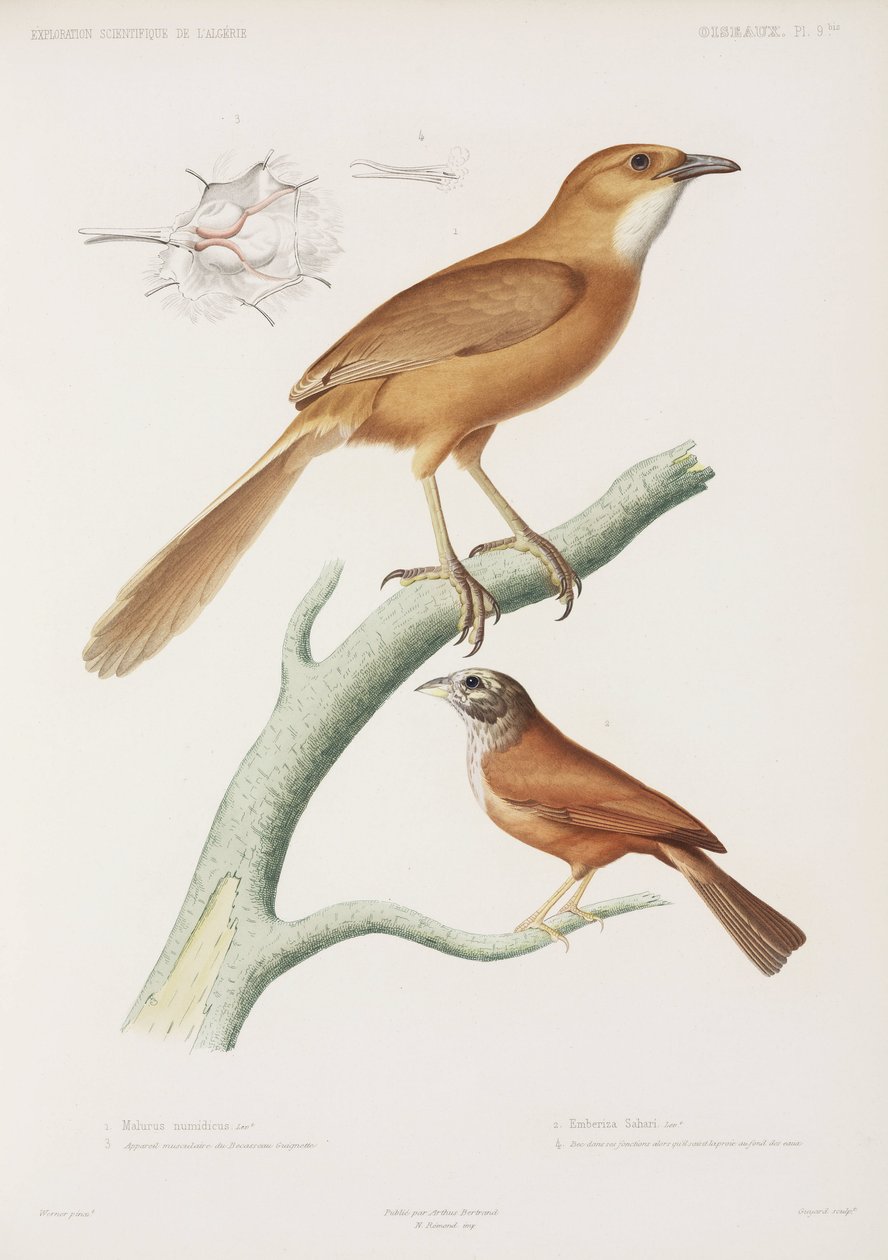 Fairywren og husspurv, Algerie av Unbekannter Künstler