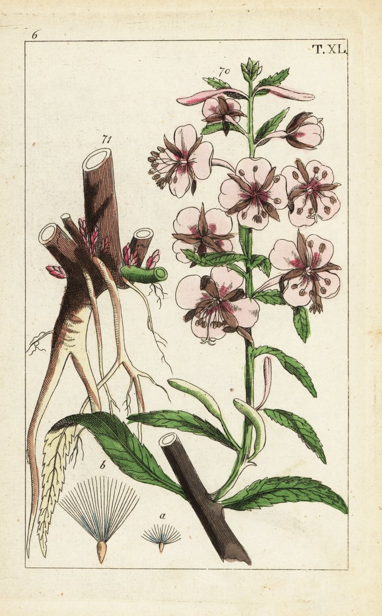 Fireweed, Epilobium angustifolium. av Unbekannter Künstler