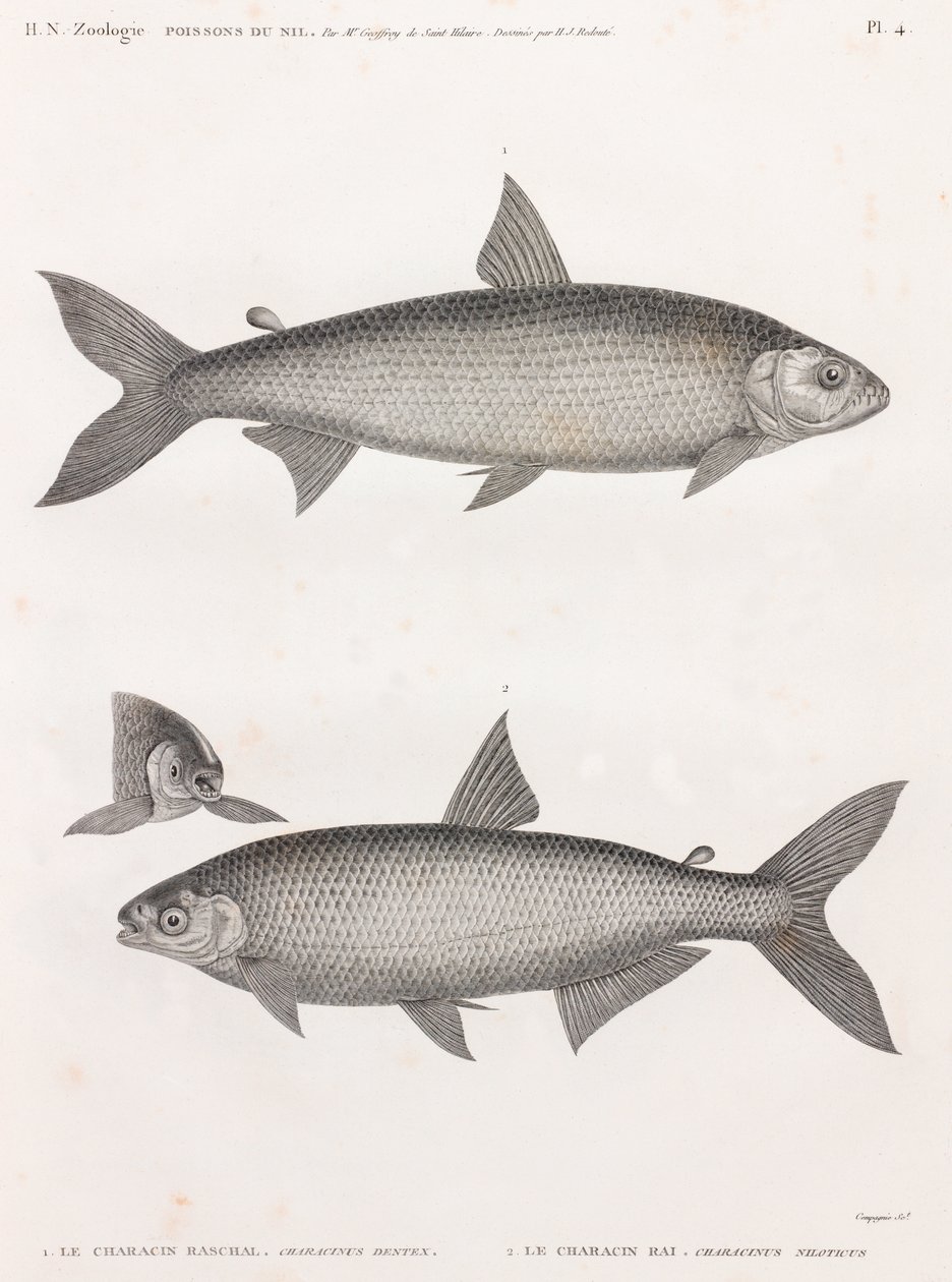 Fisk: Le Characin av Unbekannt